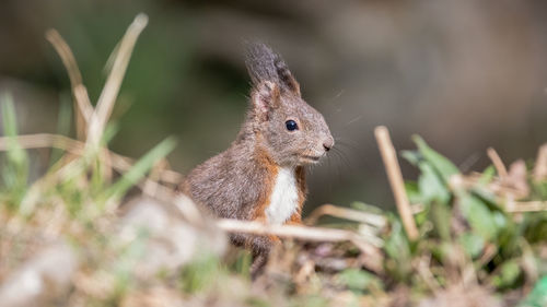 Close-up of squirrel on rock