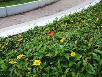 Butterfly on plants in park
