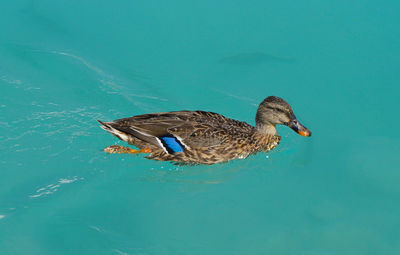 Mallard duck swimming on lake