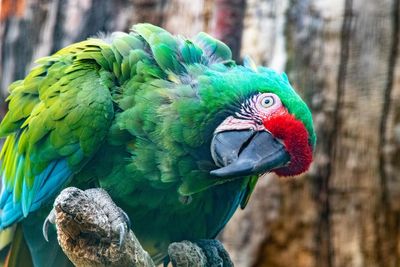 Close-up of parrot perching on wood