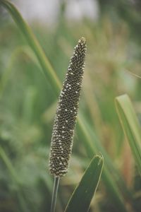 Close-up of plant growing on field