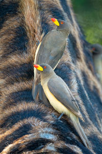 Two yellow-billed oxpecker standing on masai giraffe