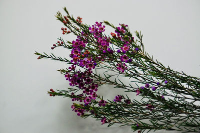 Close-up of pink flowering plant against white background