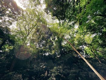 Low angle view of trees in forest