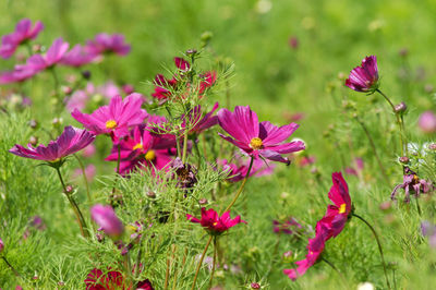 Close-up of pink flowering plants on field