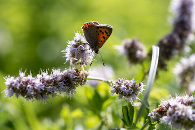 Close-up of butterfly pollinating on purple flower