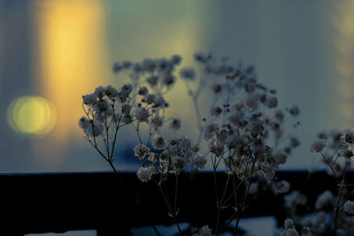 Close-up of flowering plants against sky during sunset