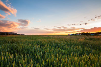 Scenic view of wheat field against sky at sunset