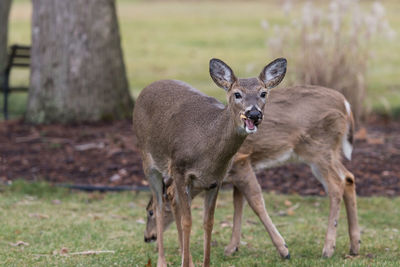 Deer eating on field