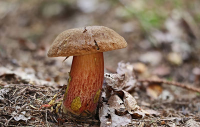 Close-up of bolete mushroom growing on field