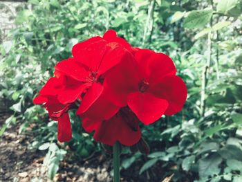 Close-up of red hibiscus blooming outdoors