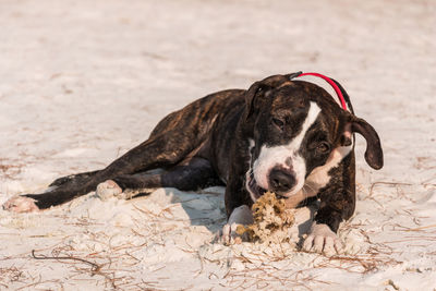 Dog relaxing on sand