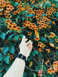 High angle view of person with autumn leaves