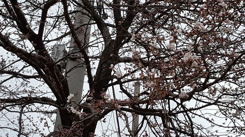 Low angle view of tree