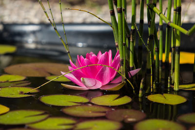 Close-up of lotus water lily in lake