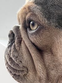 animal