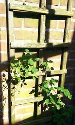 Plant growing on wooden wall