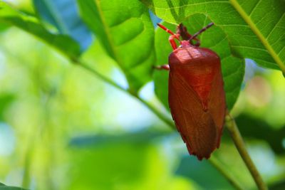 Close-up of insect on plant