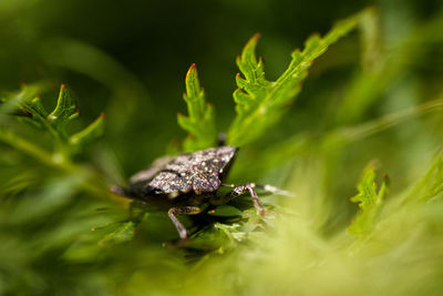 Close-up of insect on plant