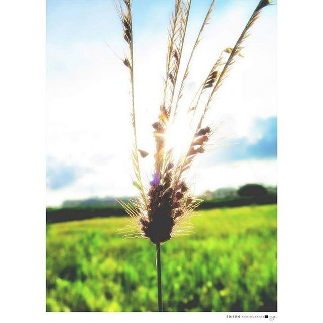 growth, sky, flower, beauty in nature, plant, nature, field, stem, tranquility, tranquil scene, focus on foreground, landscape, freshness, scenics, wildflower, fragility, close-up, grass, cloud, cloud - sky