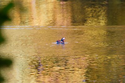 View of ducks swimming in lake