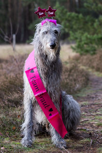 Close-up of a dog on field