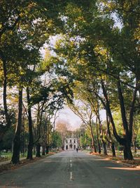 Road amidst trees in park