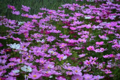 Full frame shot of purple flowering plants on field