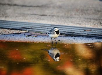 Bird perching on a lake