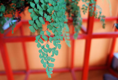 Close-up of plant hanging on tree
