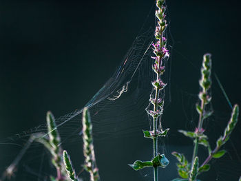 Close-up of spider on web against plants