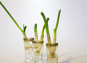 Close-up of drink against white background