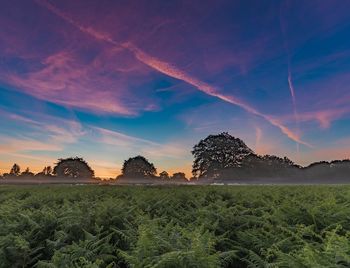 Scenic view of field against sky at sunset