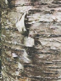 Close-up of insect on tree trunk