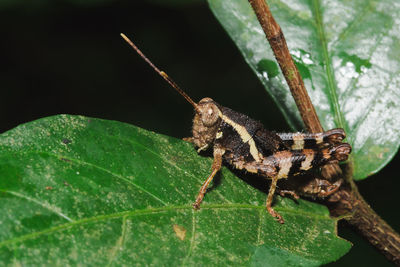 Close-up of insect on leaf