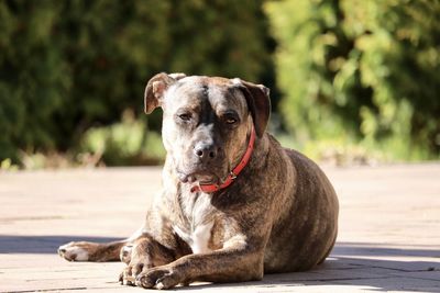 Portrait of dog sitting outdoors