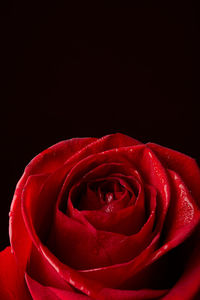 Close-up of red rose against black background
