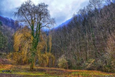 Trees in forest against sky during autumn