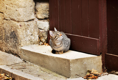 Cat sitting against house