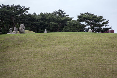 Trees on grassy field