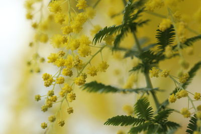 Close-up of yellow flowering plant