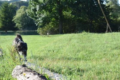  dog on grass