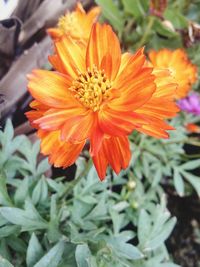 Close-up of orange flower