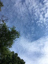 Low angle view of trees against sky