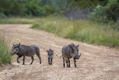 View of horses walking on road