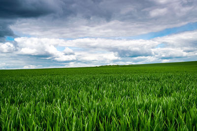 Scenic view of agricultural field against sky