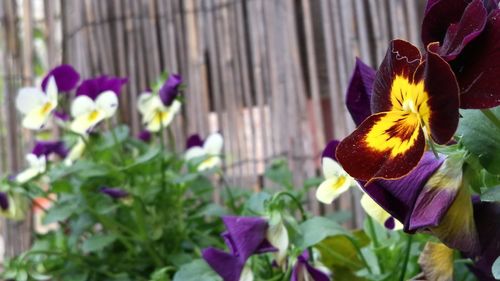 Close-up of purple flowers