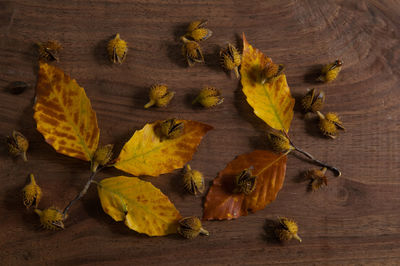 High angle view of dry maple leaves