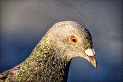 Close-up of a bird