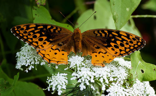 Close-up of butterfly pollinating on flower